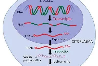 Transcrição e Tradução