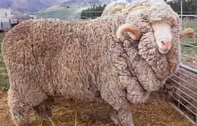 פאזל של Booroola