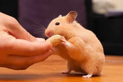 domestic animals