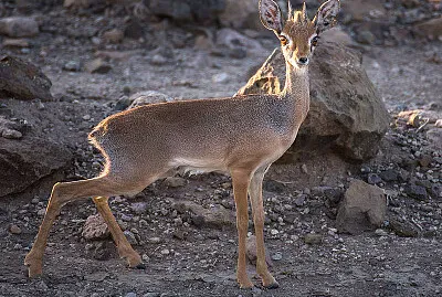 Dik dik di Salt
