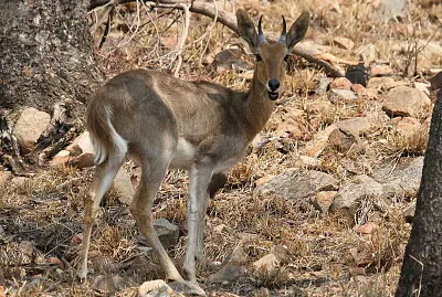 Antilope dei canneti montana