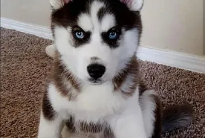 פאזל של un cachorro husky siberiano