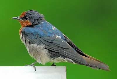 Rondine del pacifico