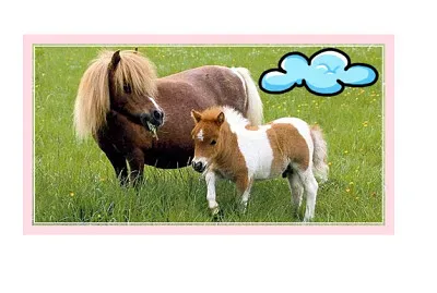 caballos