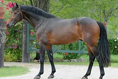 Brasileiro de Hipismo