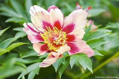 fleurette