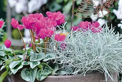 פאזל של fleur V