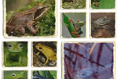 פאזל של cute frogs