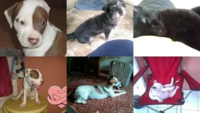 פאזל של Mascotas