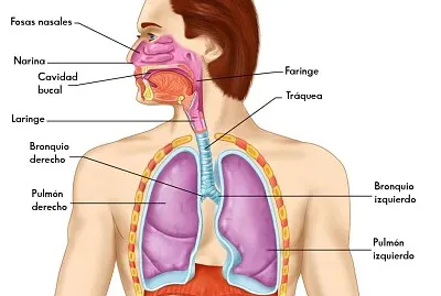 Sistema Respiratorio