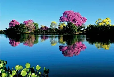 Pantanal Matogrossense