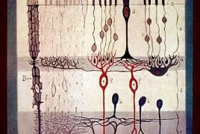Cajal 's retina drawing