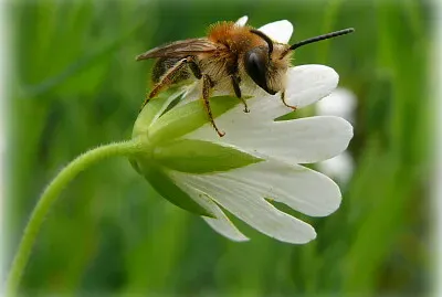 Abeille