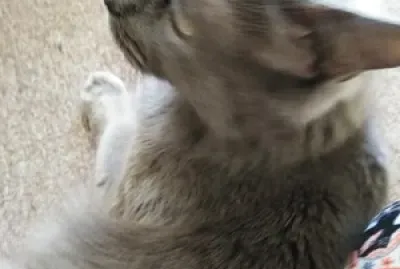 Gato de mi sobrina Omarielys