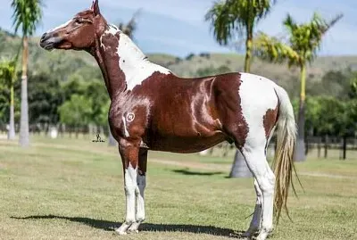 Mangalarga Paulista