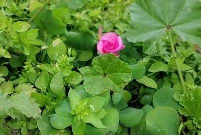 flor