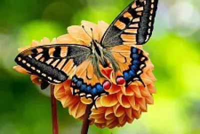 Borboleta jigsaw puzzle