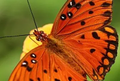 Borboleta laranja jigsaw puzzle