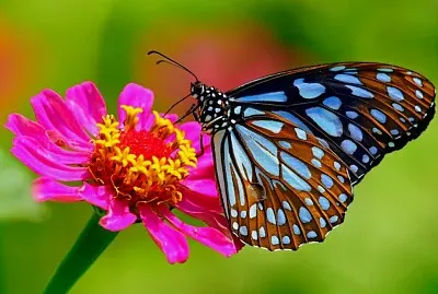 butterfly and flower