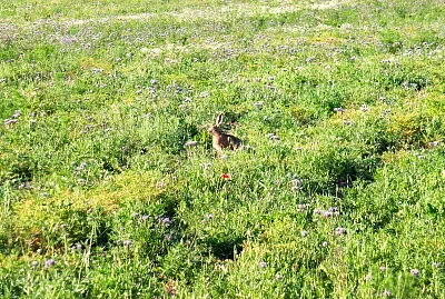 Lapin des champs et coquelicot