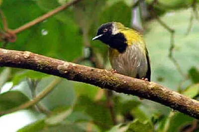 Apalis black faced jigsaw puzzle
