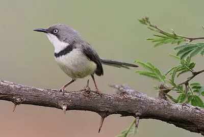 Apalis thoracica jigsaw puzzle