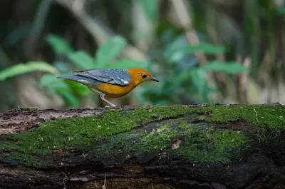 Tordo dalla testa arancione jigsaw puzzle