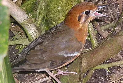 Tordo testa arancio
