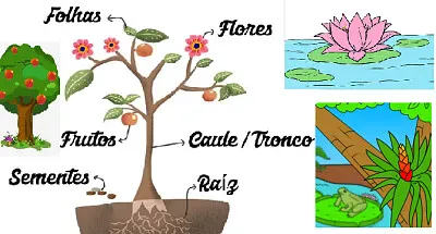 Tipos e partes das plantas