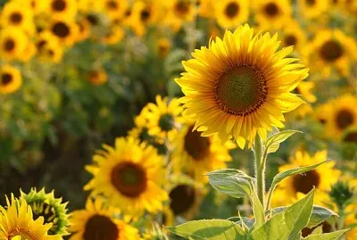 Girassois jigsaw puzzle