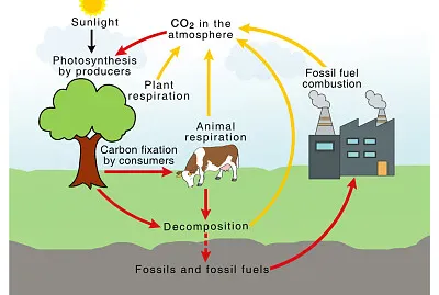 Cells, Cells, They are made of organelles