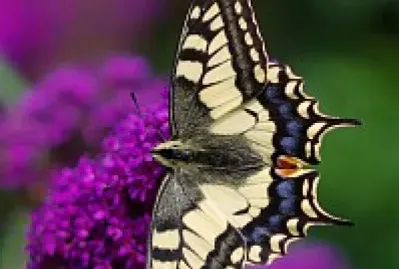 Borboleta e flores roxas