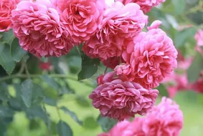 Roseira