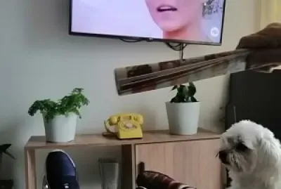 viendo tv