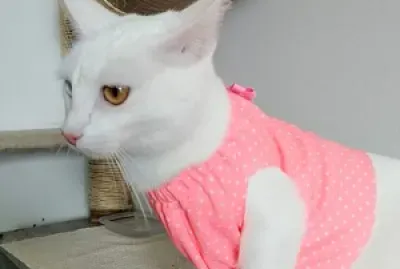 gata