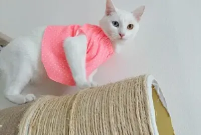 gata