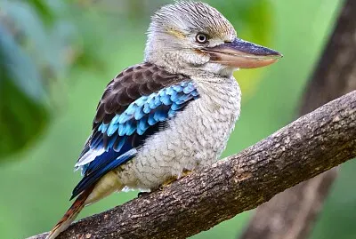 pajaro