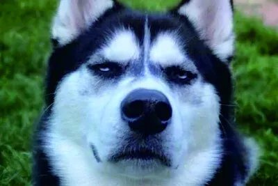 פאזל של 可愛動物