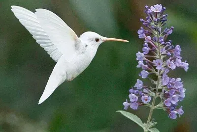 Colibrì albino