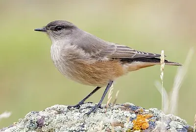 Tiranno ventricolo ventre cannella