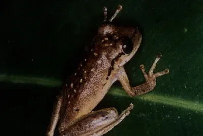 פאזל של Scinax boesemani