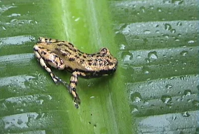 פאזל של Scinax x-signatus