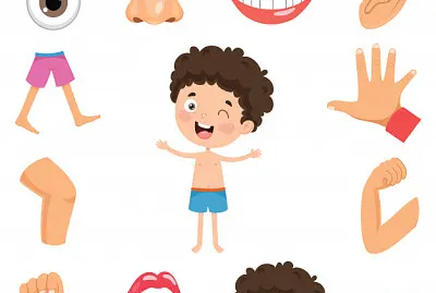 Partes do corpo humano