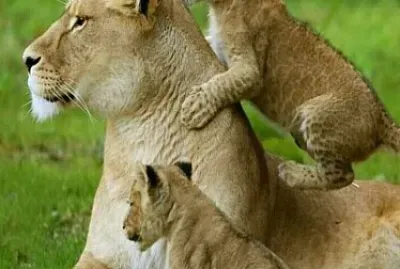 פאזל של imagem