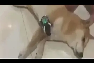 dog whit omnitrix