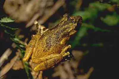 פאזל של Scinax perereca