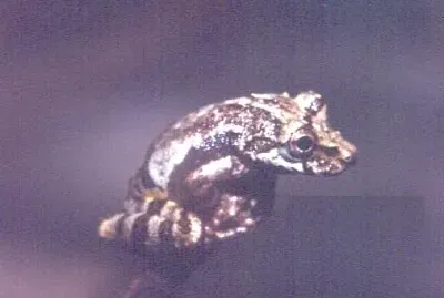 Scinax perpusillus