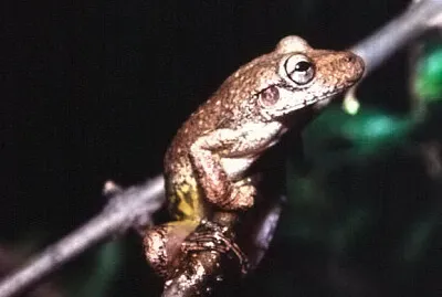 Scinax hayii