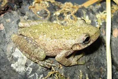 Scinax granulatus