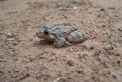 Scinax acuminatus